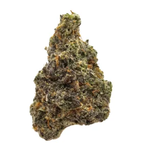 GMO Sherbert