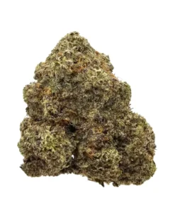 Animal Cookies