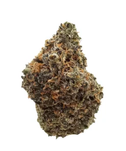 Black Maple #2