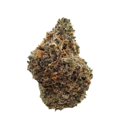 Black Maple #2