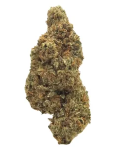 Orange Tree